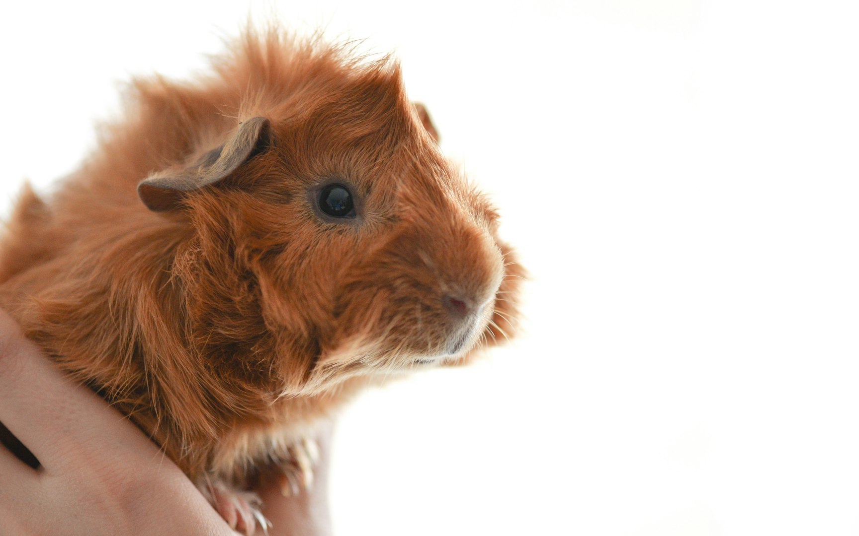 Visit an Independent Cavy Club show