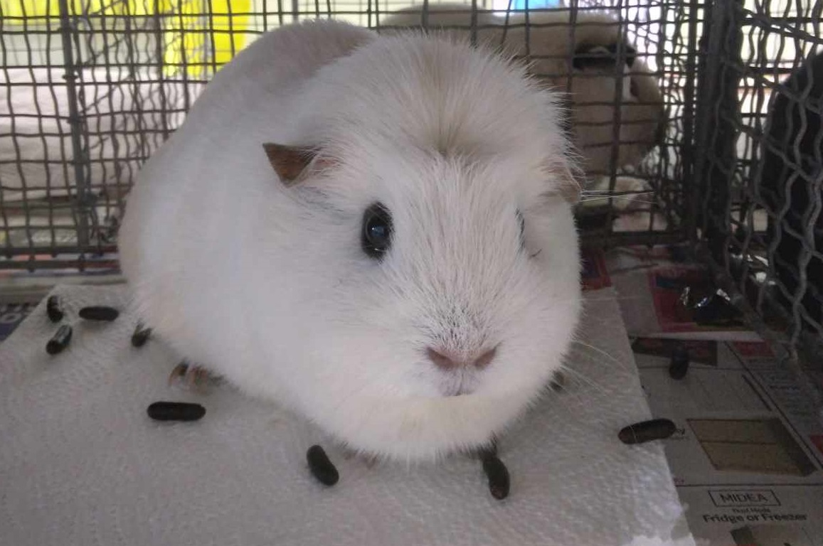 Crested Cavy Breed at Independent Cavy Club show