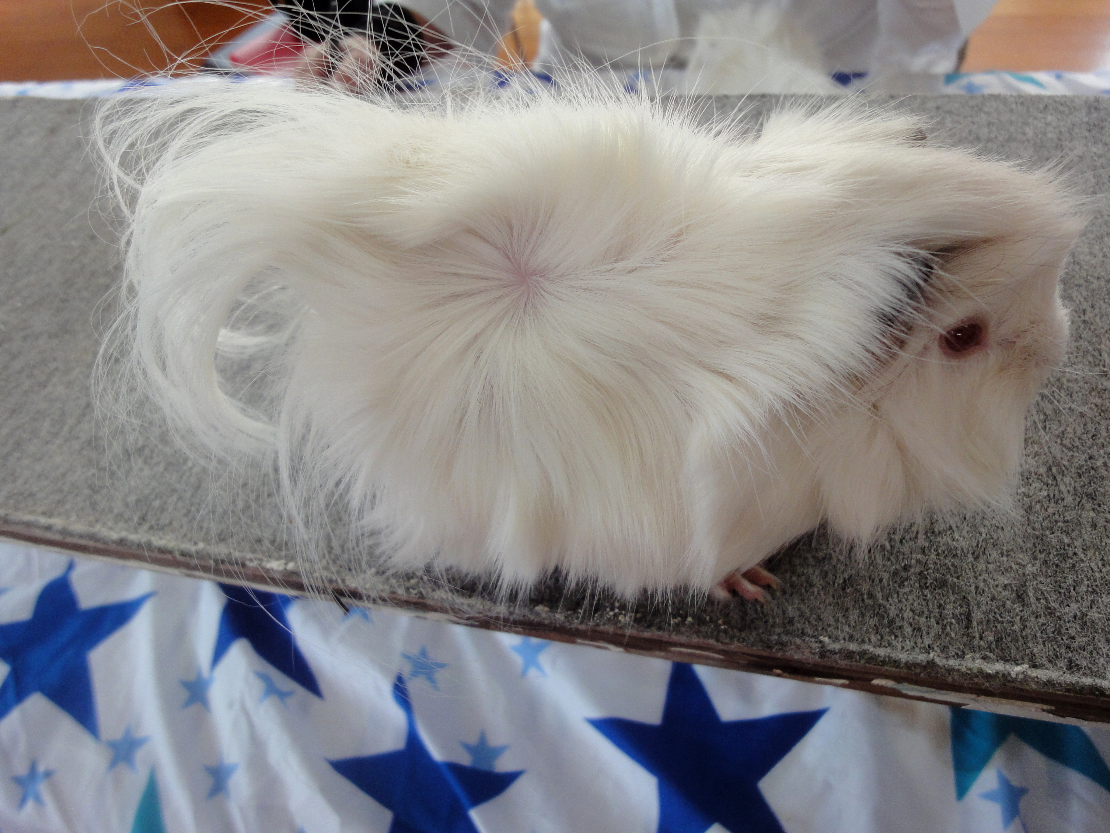 Mamaku Snowbird New Zealand Plume Cavy