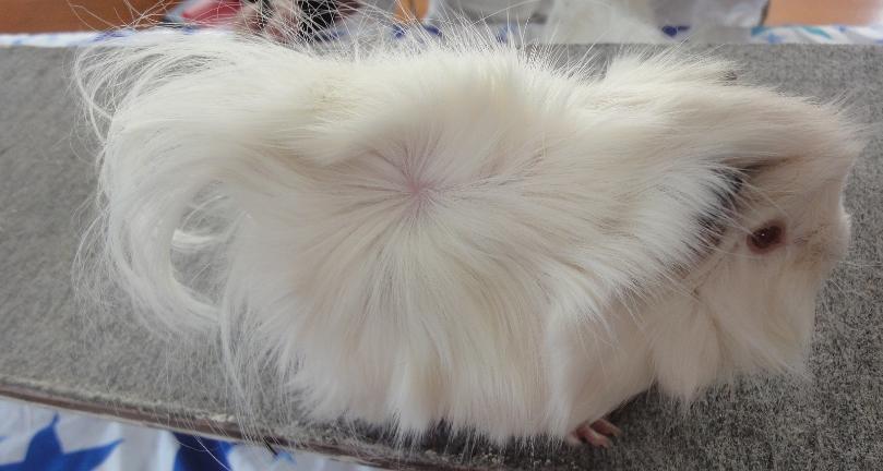 New Zealand Plume Pedigree Cavy Show Standards
