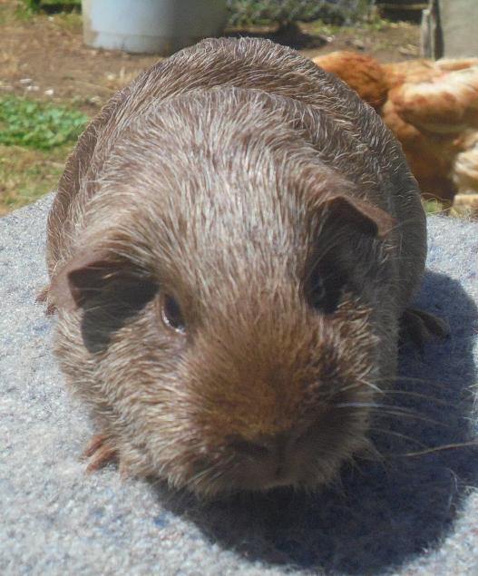 Close up Face of Tweed Guinea Pig