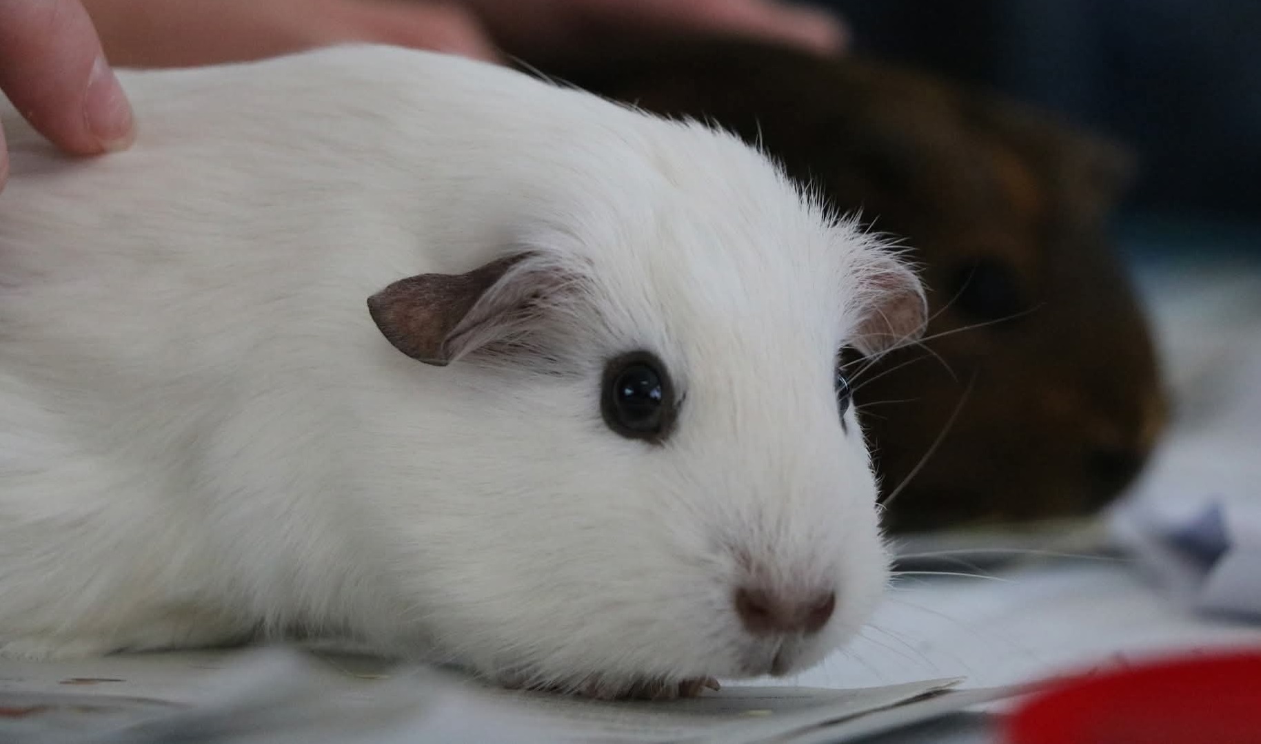 Panda Pedigree NZ Guinea Pig Breed