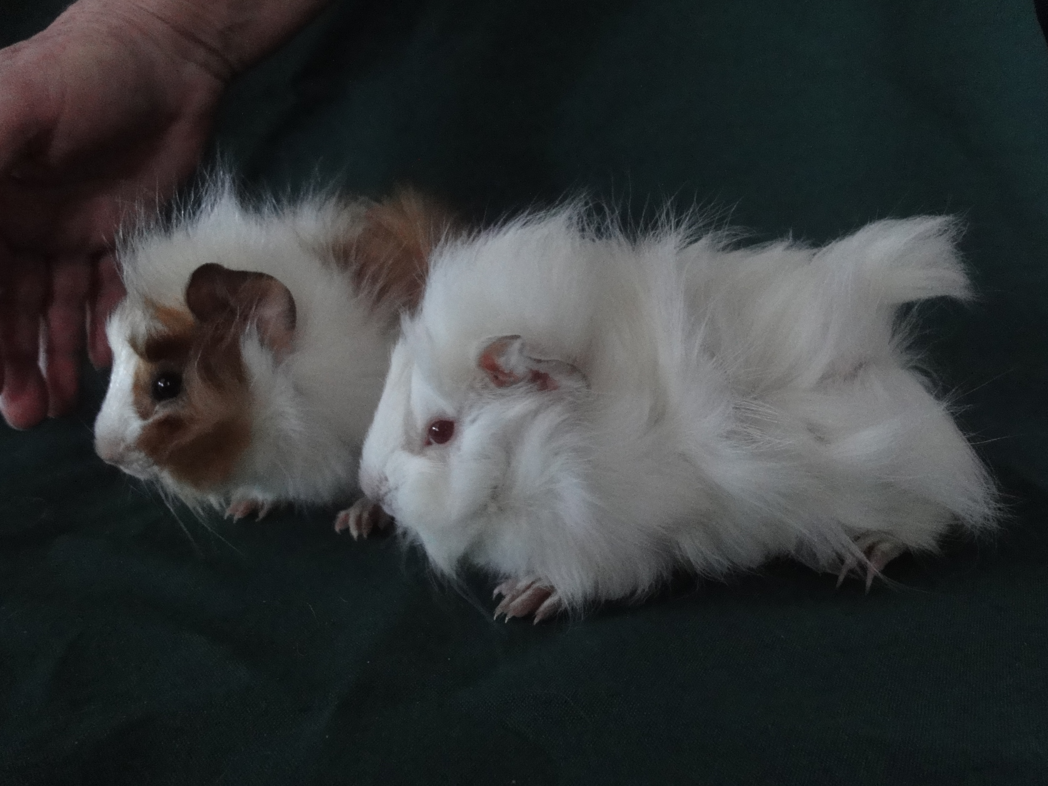 Two New Zealand Plume Baby Guinea Pigs