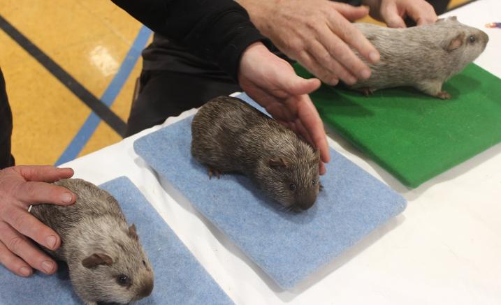 Three shades of the Tweed Cavy
