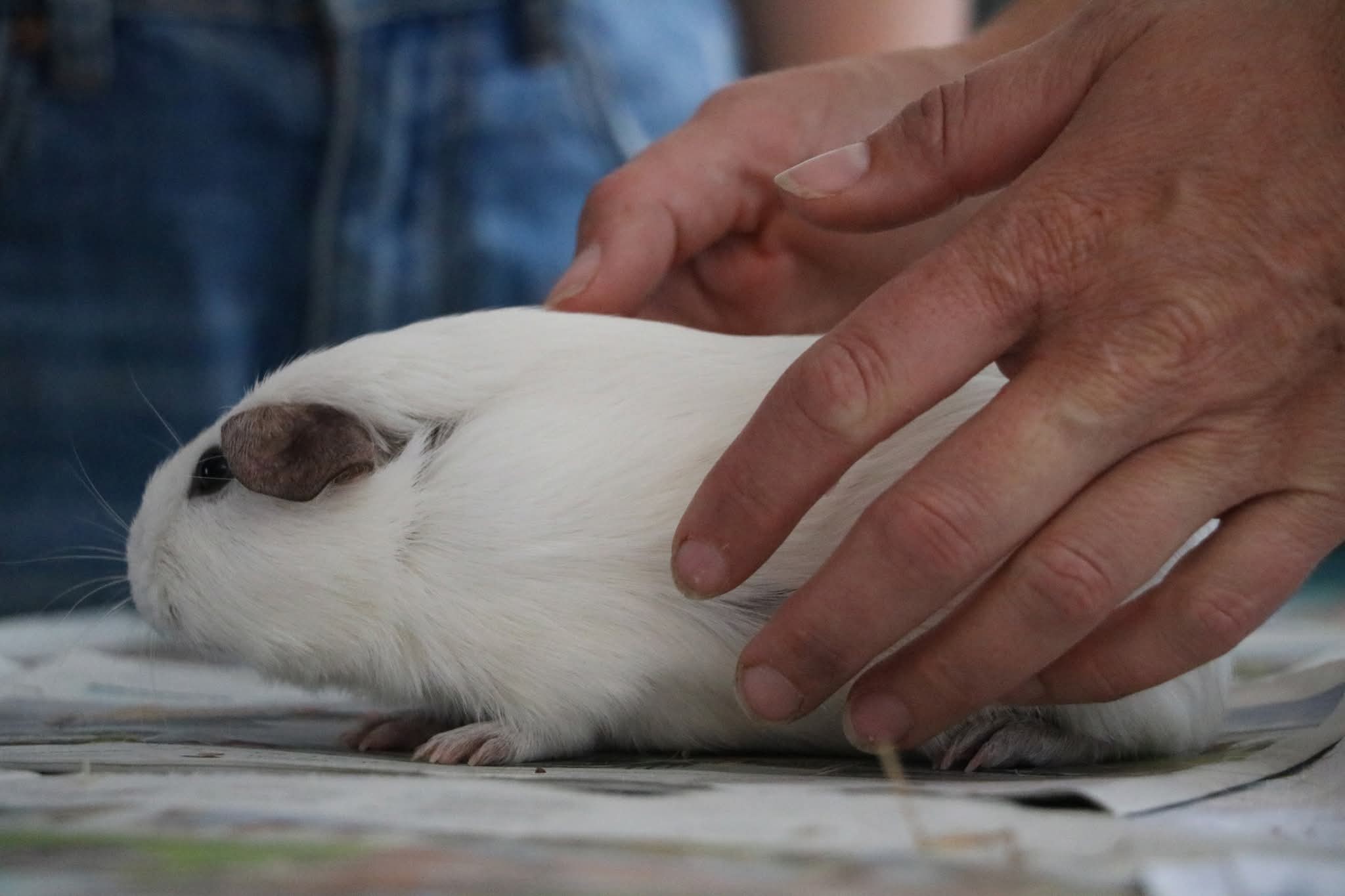 Cute Panda Guinea Pig ears