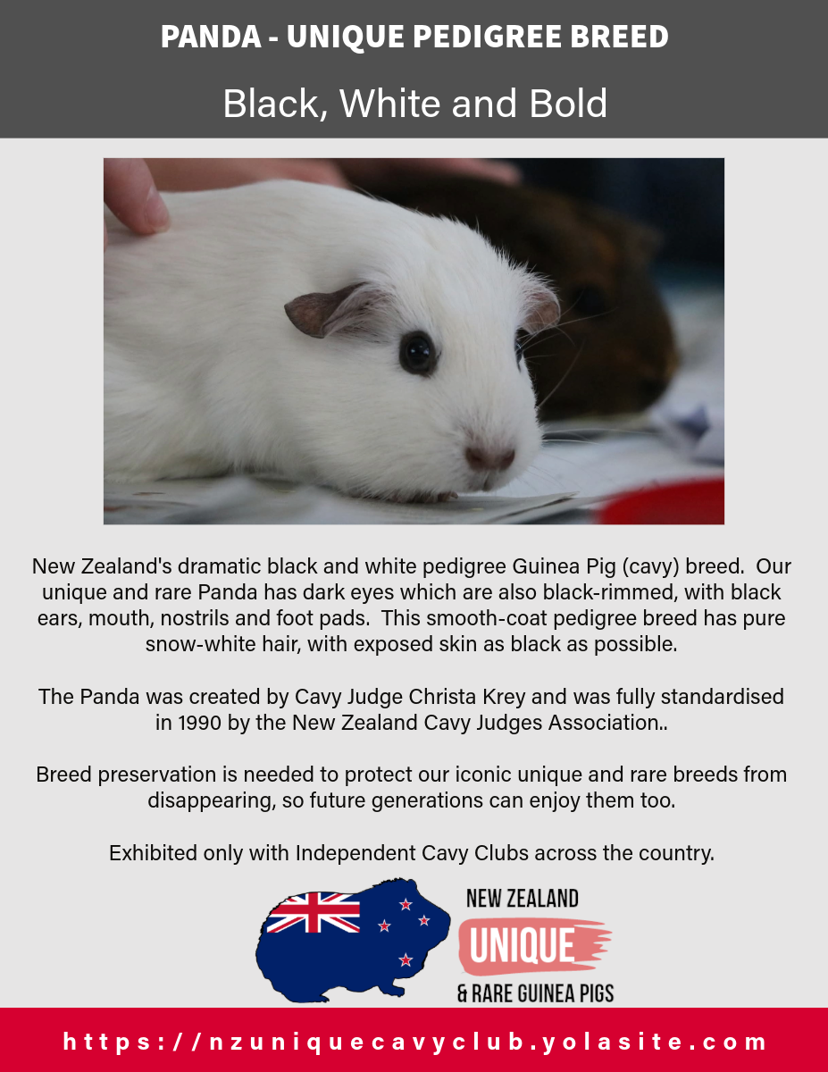 Panda: Cavy Breed Profile Poster