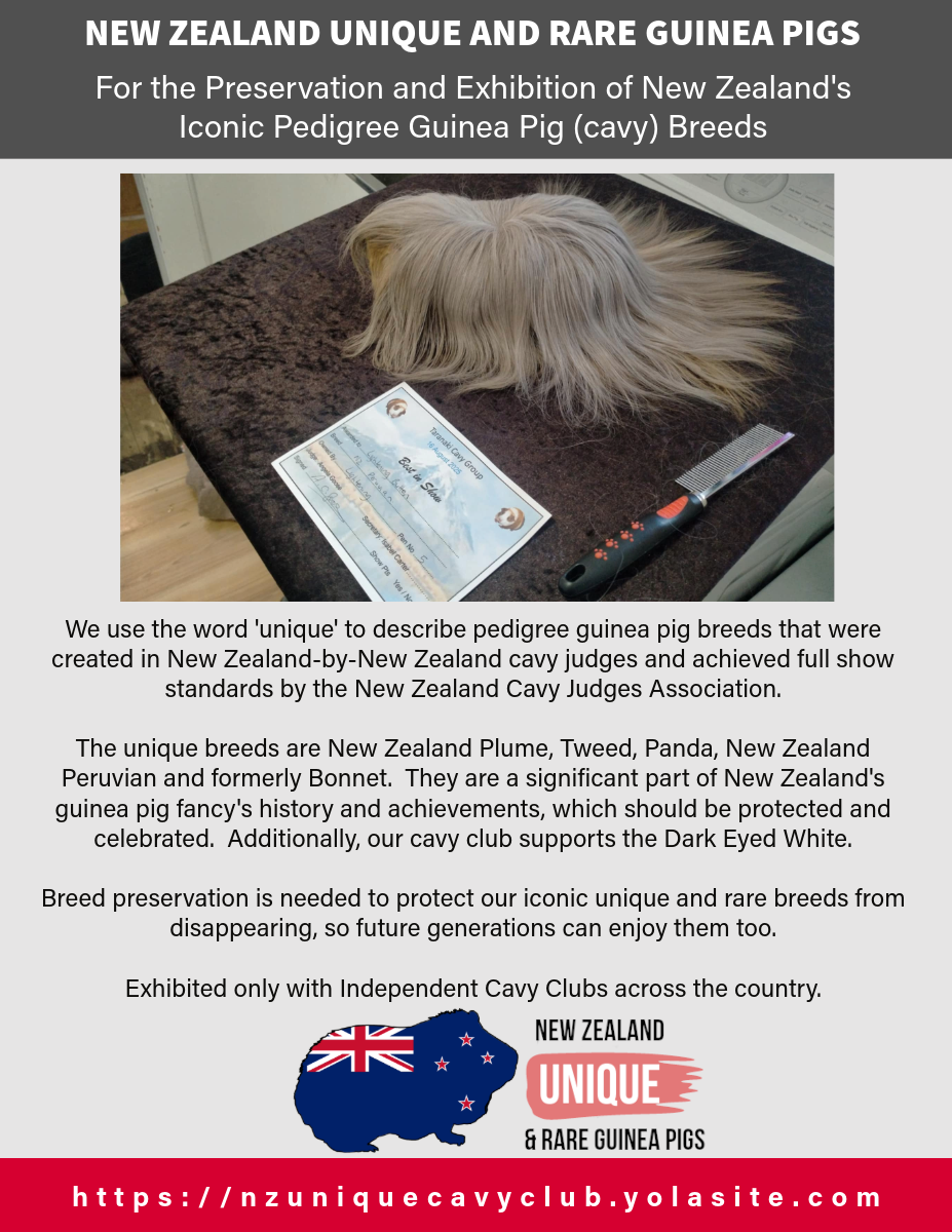 New Zealand Unique and Rare Guinea Pigs: Cavy Club Poster