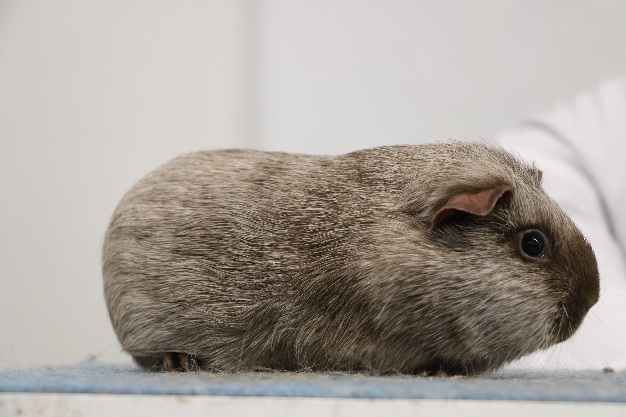 Close up of a Tweed Cavy