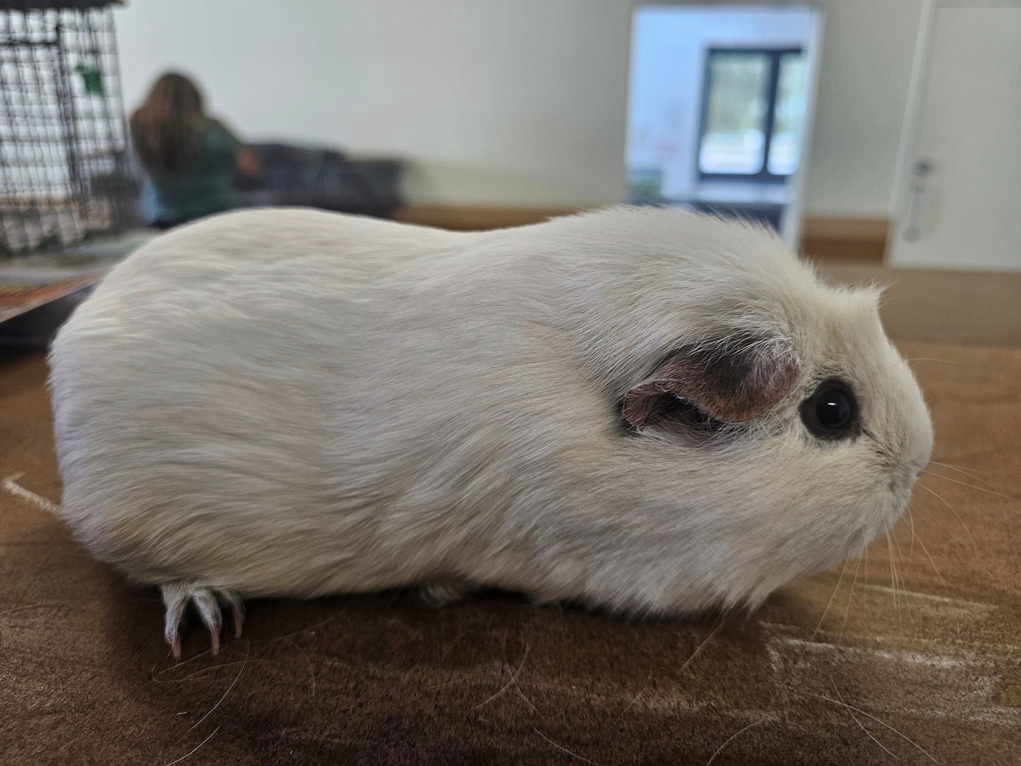 Crested Panda Rare Guinea Pig