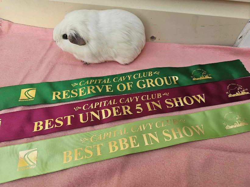 Panda Cavy Breed Winning at Capital Cavy Club