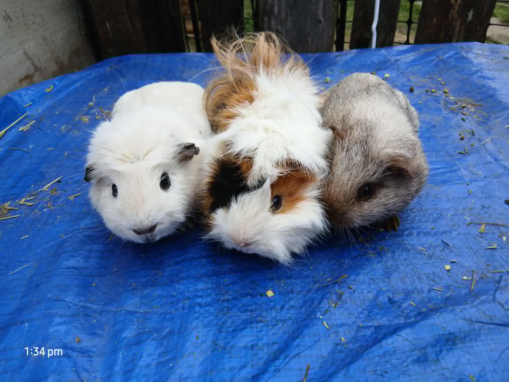 Sunrise Cavy Stud
