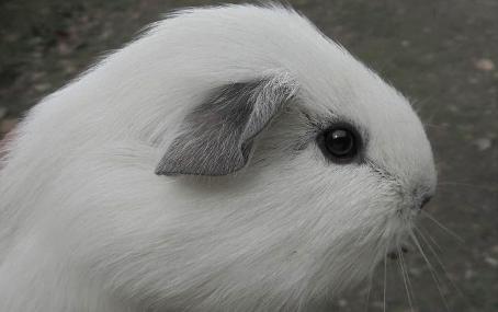 Lessentine Pe King Panda Cavy New Zealand Cavy Club
