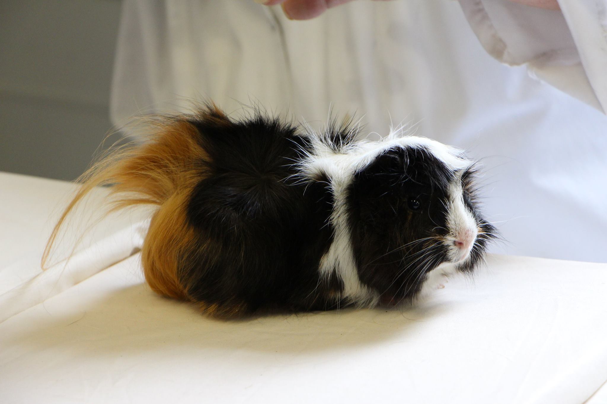 Mamaku King NZ Plume at Taranaki Cavy Group show