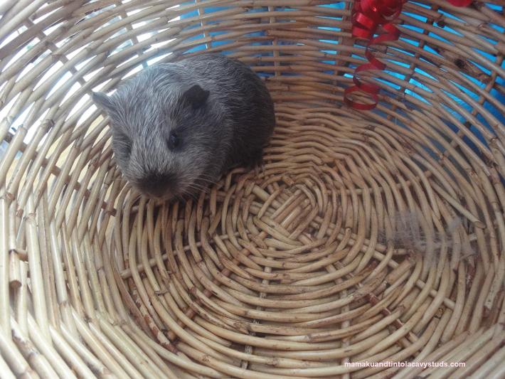 Cute Baby Tweed Guinea Pig in Basket