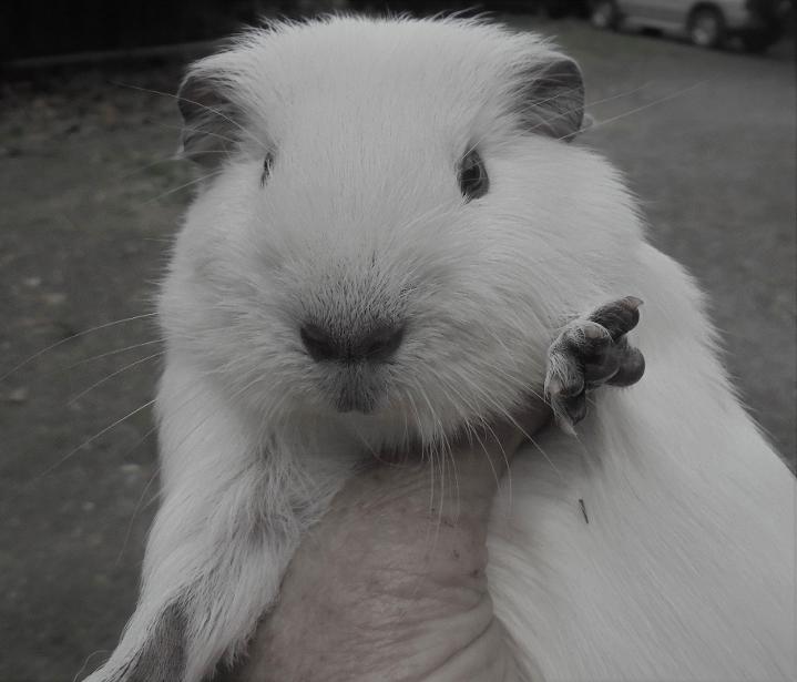 Adorable Panda Guinea Pig