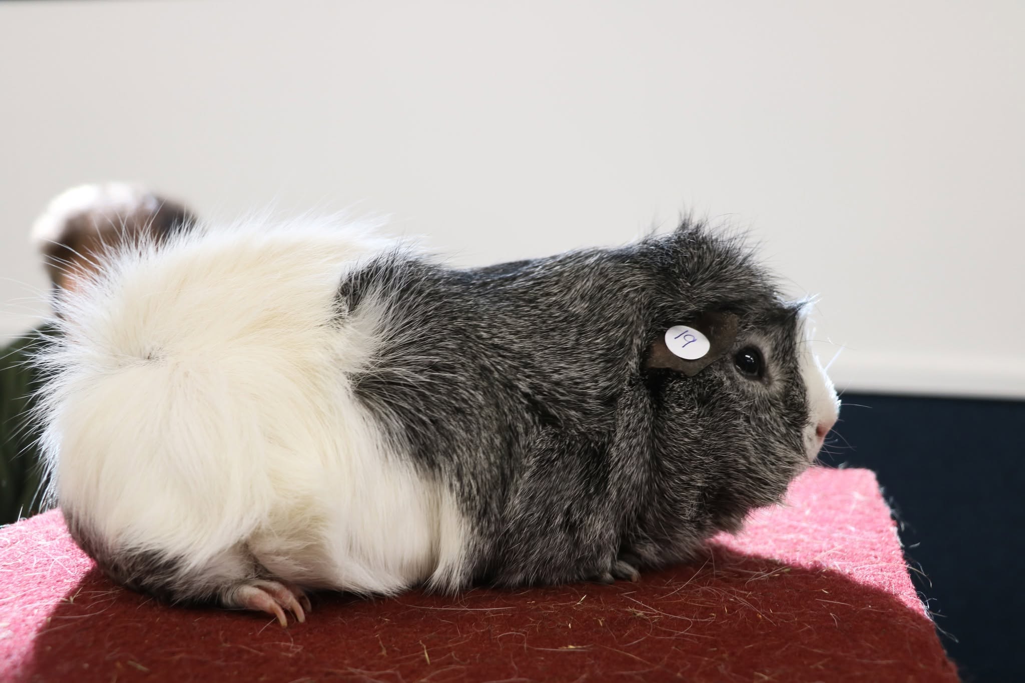 Wai Guinea Shoe New Zealand Plume Cavy at Capital Cavy Club