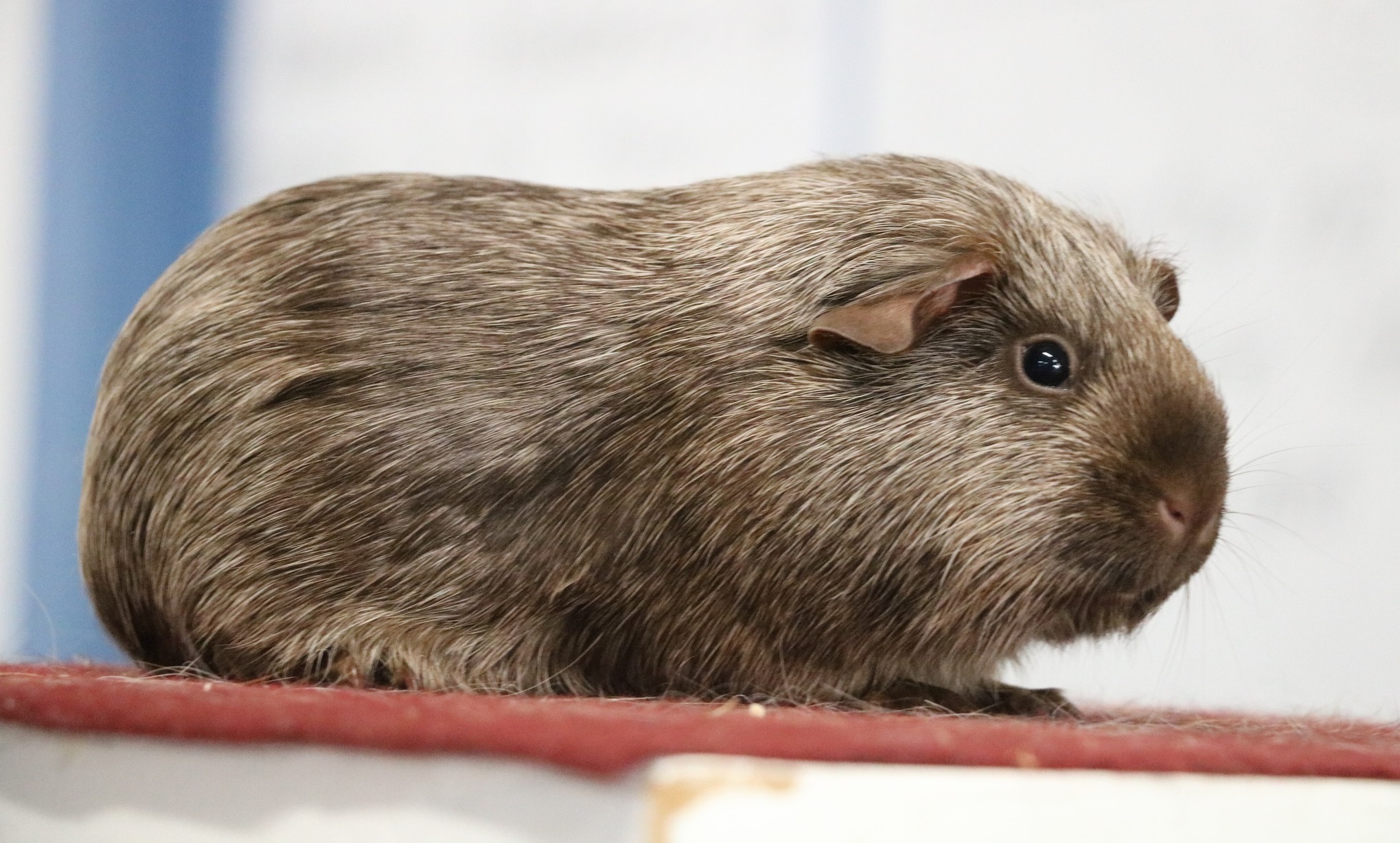 A cobby, short-bodied Tweed guinea pig with broad shoulders, a roman nose, and chocolate-coloured rose-petal ears