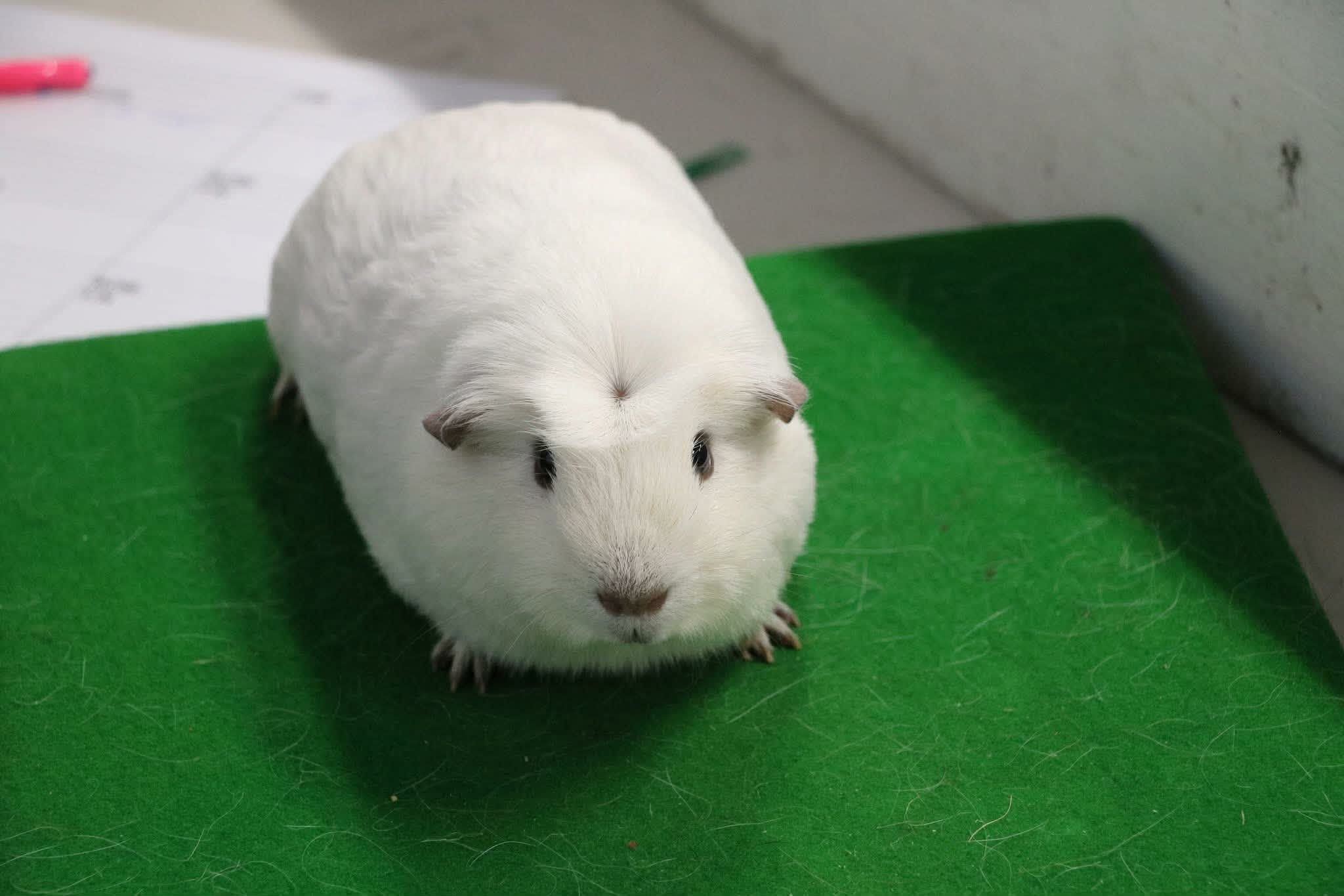 Panda Cavy