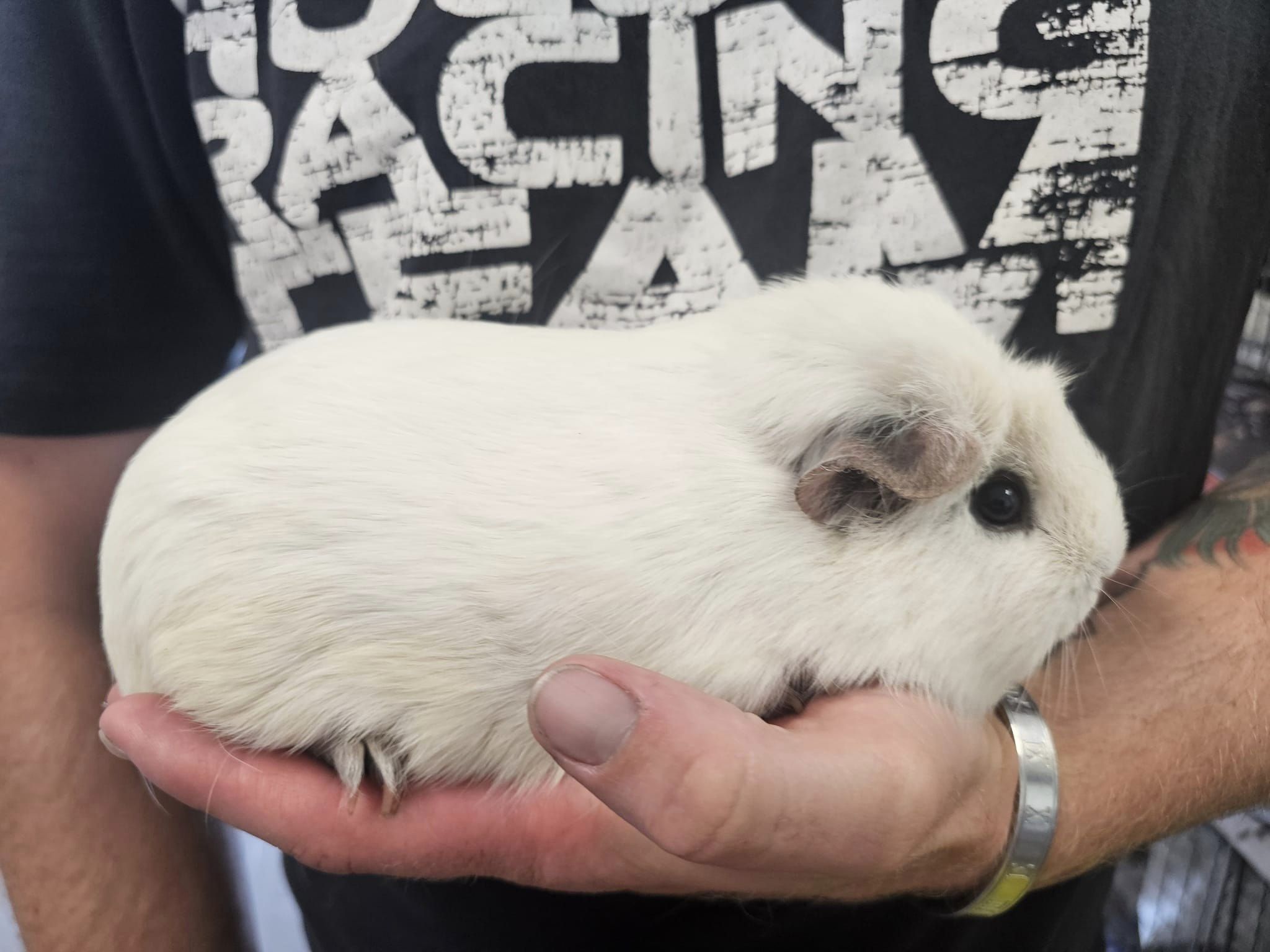 Crested Panda guinea pig having a hug