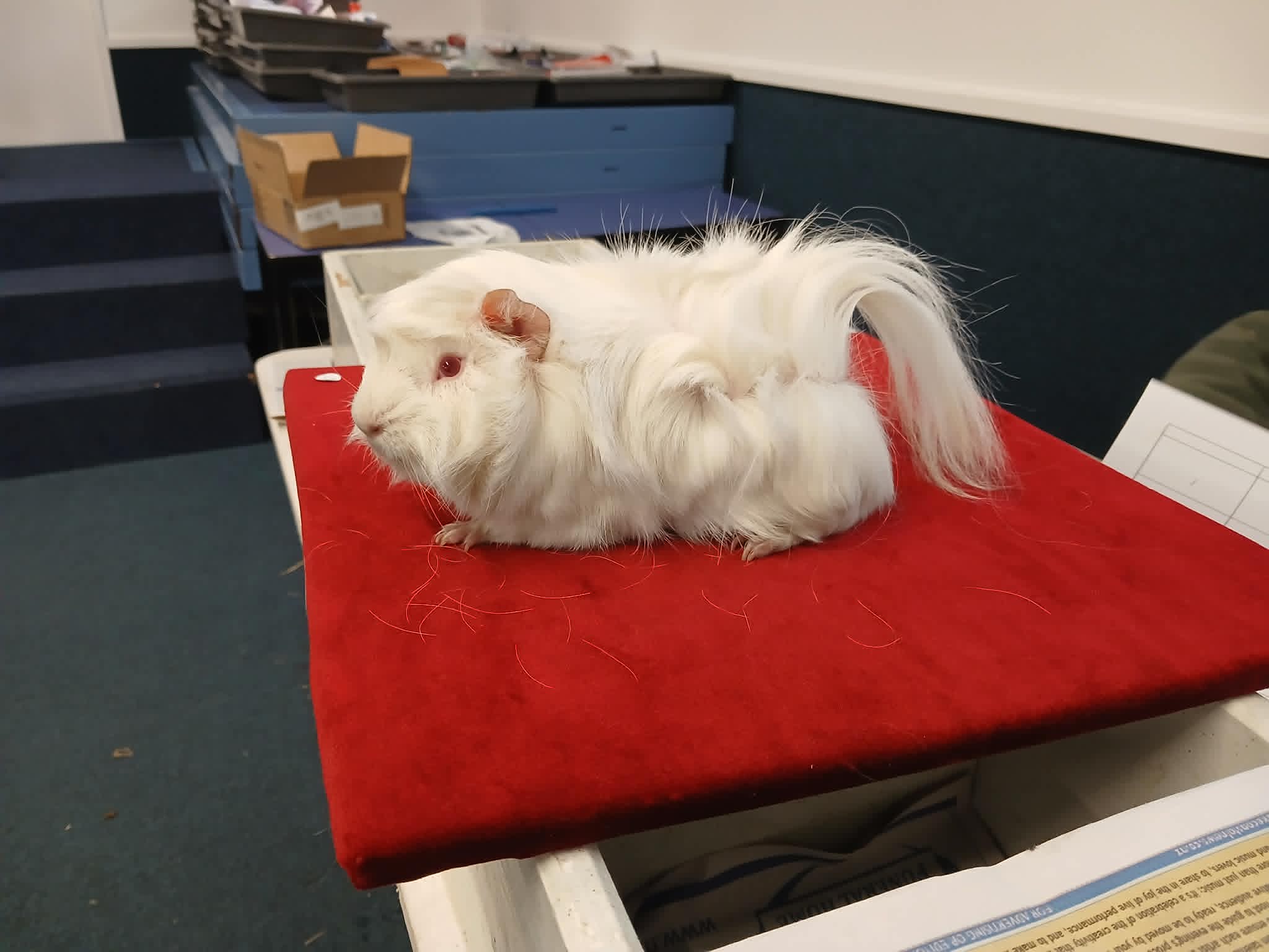 Champion Snow Cone - Pedigree NZ Plume Guinea Pig