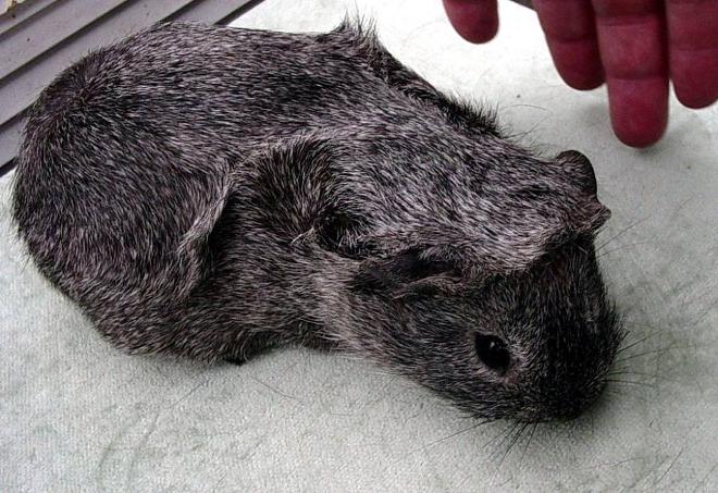 Bonnet Cavy Breed FAQS
