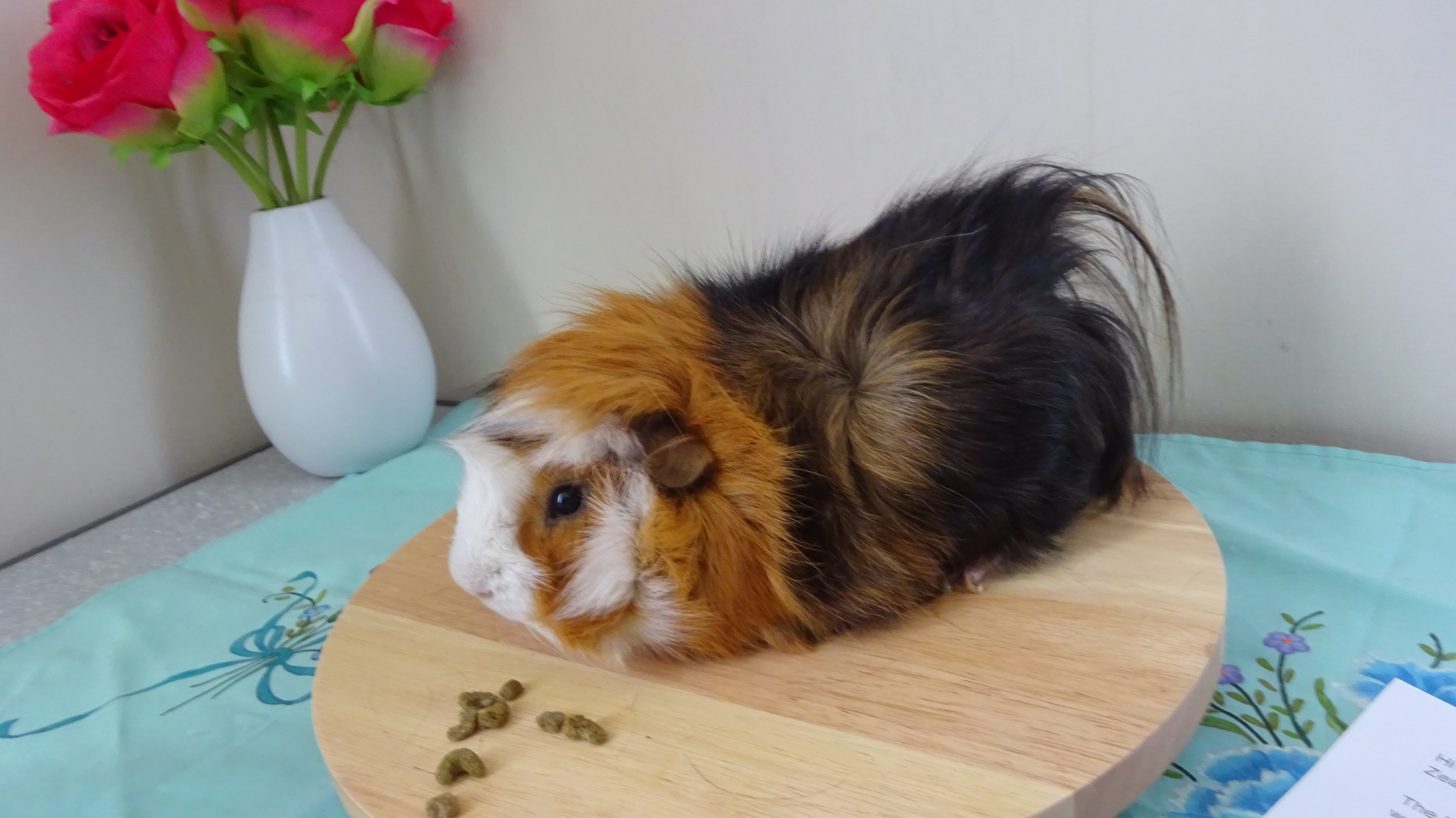 New Zealand Plume Cavy Rooster Tail