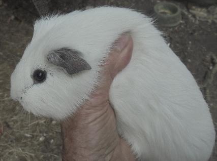 Lessentine Bam Bam Boo Panda Cavy at New Zealand Cavy Club