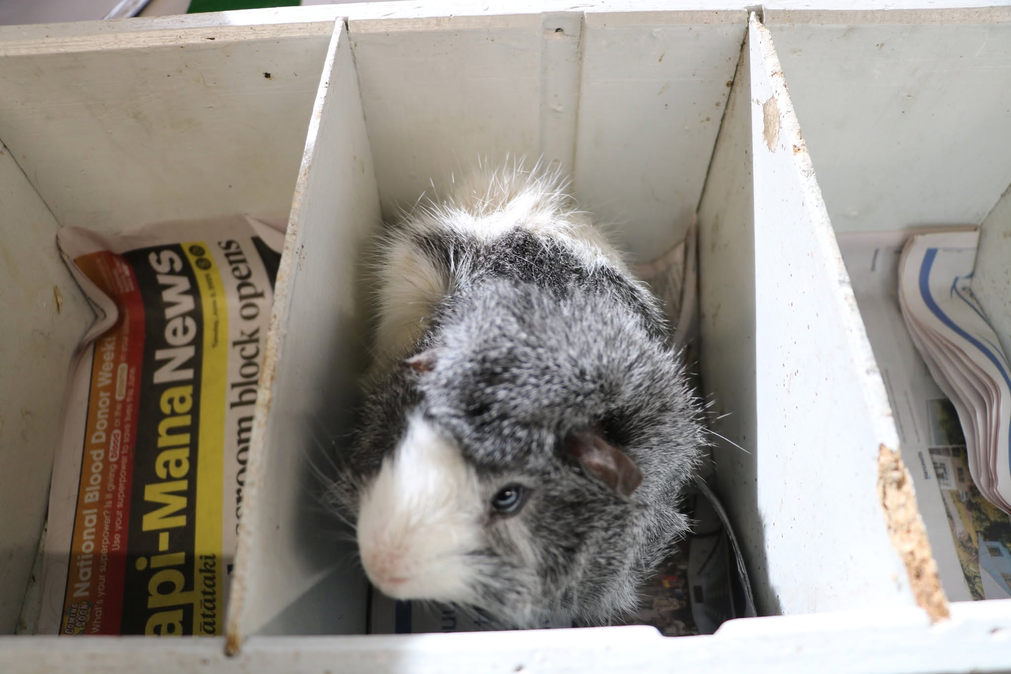 Extinct Bonnet Guinea Pig Breed
