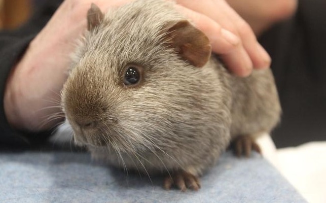 Pedigree Tweed Guinea Pig looks like a Wombat