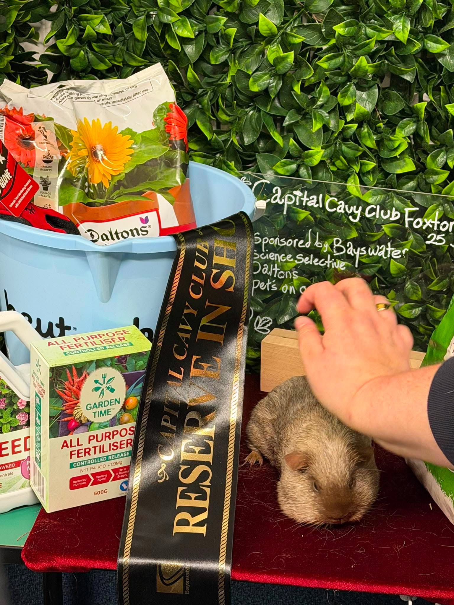 Mamaku Snowbird New Zealand Plume Cavy at The Northern Rabbit and Cavy Club