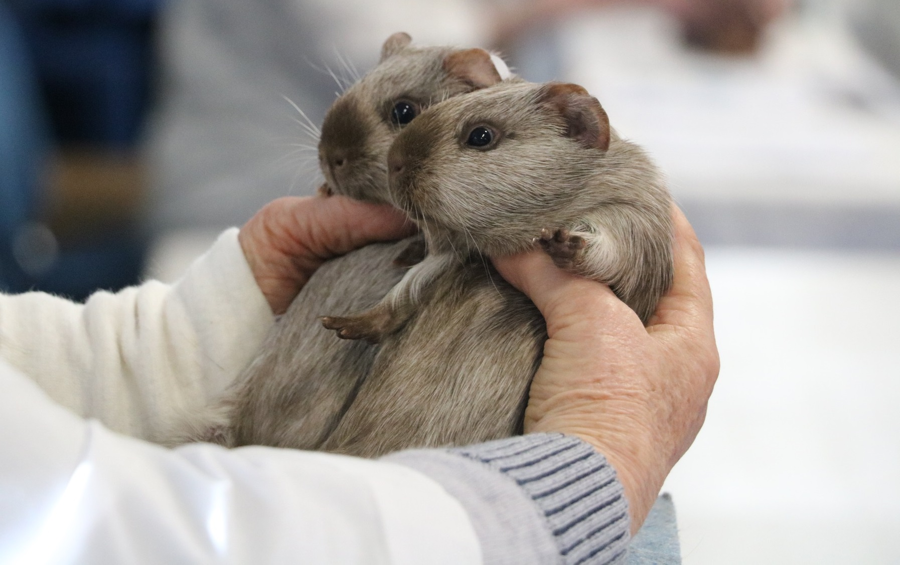 Two cute Tweeds being hold by a cavy judge in NZ